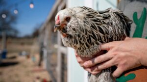 20210223_Backyard_Chickens_LM_256-1-720x400-1-300x167
